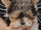 À l'achat : deux chiots Yorkshire Biewers mâles tricolores non-LOF
