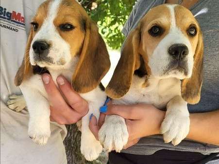 2 chiots Beagles mâles tricolores (non LOF) disponibles à la vente