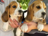 2 chiots Beagles mâles tricolores (non LOF) disponibles à la vente