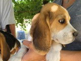 2 chiots Beagles mâles tricolores (non LOF) disponibles à la vente