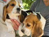 2 chiots Beagles mâles tricolores (non LOF) disponibles à la vente