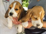 2 chiots Beagles mâles tricolores (non LOF) disponibles à la vente