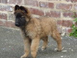 Vente de chiots Tervueren Bergers Belges fauve bringé (non LOF)