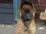 Vente de chiots Tervueren Bergers Belges fauve bringé (non LOF)