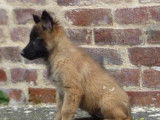 Vente de chiots Tervueren Bergers Belges fauve bringé (non LOF)
