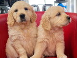 Chiots Golden Retrievers beiges (LOF) à vendre