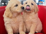Chiots Golden Retrievers beiges (LOF) à vendre