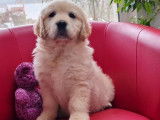 Chiots Golden Retrievers beiges (LOF) à vendre