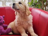 Chiots Golden Retrievers beiges (LOF) à vendre