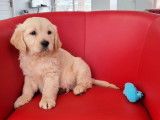 Chiots Golden Retrievers beiges (LOF) à vendre