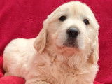 Chiots Golden Retrievers beiges (LOF) à vendre