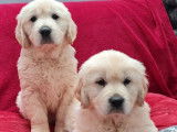 Chiots Golden Retrievers beiges (LOF) à vendre