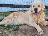 Chiots Golden Retrievers beiges (LOF) à vendre