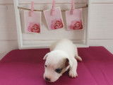 À réserver : 6 chiots Jack Russell Terriers (LOF)