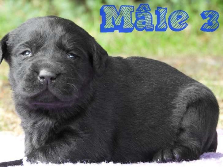 3 chiots Labradors noirs mâles à réserver (LOF)