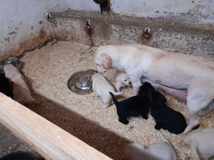 Chiots de type Labrador Retriever à vendre (6 femelles & 5 mâles)