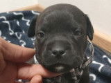 Réservation de 10 chiots Staffordshire Bull Terriers (LOF)