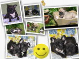Tres beaux bébés Bouledogue Français à vendre
