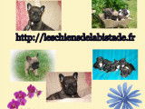 Tres beaux bébés Bouledogue Français à vendre