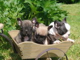 Tres beaux bébés Bouledogue Français à vendre