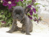Tres beaux bébés Bouledogue Français à vendre