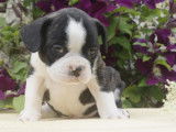Tres beaux bébés Bouledogue Français à vendre