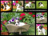 Adorables chiots Jack Russel à vendre