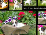 Adorables chiots Jack Russel à vendre