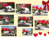 Adorables chiots Jack Russel à vendre