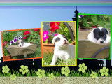 Adorables chiots Jack Russel à vendre