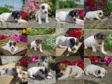 Adorables chiots Jack Russel à vendre