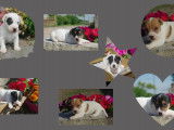 Adorables chiots Jack Russel à vendre