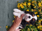 Chiots Cavaliers King Charles Spaniel à vendre (1 Mâles tricolore)