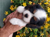 Chiots Cavaliers King Charles Spaniel à vendre (1 Mâles tricolore)