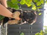 Chiots de race Berger Allemand &agrave; vendre (2 m&acirc;les)