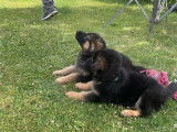 Chiots de race Berger Allemand &agrave; vendre (2 m&acirc;les)