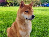 Shiba Inu disponible pour saillie