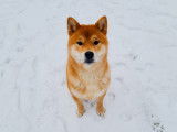 Shiba Inu disponible pour saillie