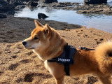 Shiba Inu disponible pour saillie