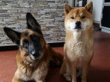 Shiba Inu disponible pour saillie