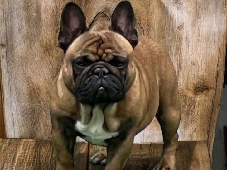 Étalon Bouledogue Français fauve rouge pour saillie