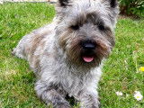 Cairn Terrier disponible pour saillie