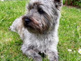 Cairn Terrier disponible pour saillie