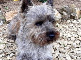 Cairn Terrier disponible pour saillie