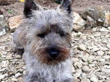Cairn Terrier disponible pour saillie