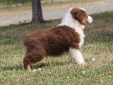 Chiots Berger Australien LOF à vendre