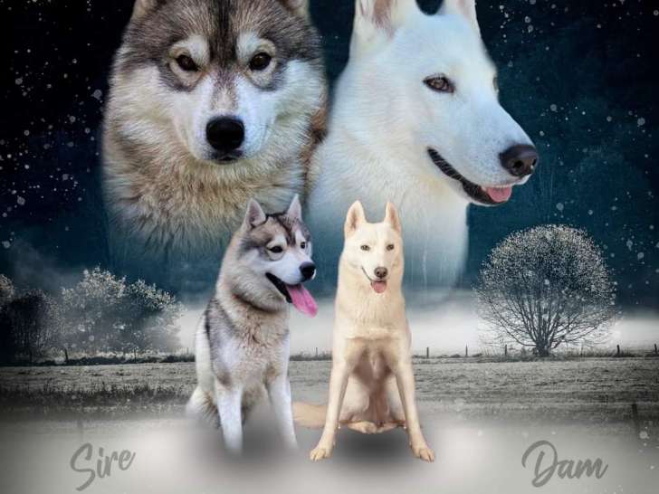 Chiots Huskies Sibériens à vendre (5 Femelles & 1 Mâle)
