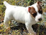 Réservation de 8 chiots Jack Russells (non LOF), 5 mâles, 3 femelles
