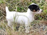 Réservation de 8 chiots Jack Russells (non LOF), 5 mâles, 3 femelles