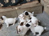 Réservation de 8 chiots Jack Russells (non LOF), 5 mâles, 3 femelles